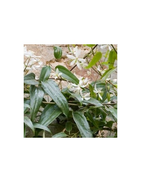 Clématite d'Armand Clématite d'Armand