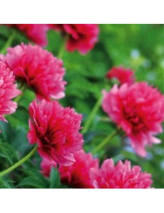 Pivoine de Chine "Felix Crousse" 2