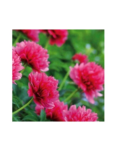 Pivoine de Chine "Felix Crousse"