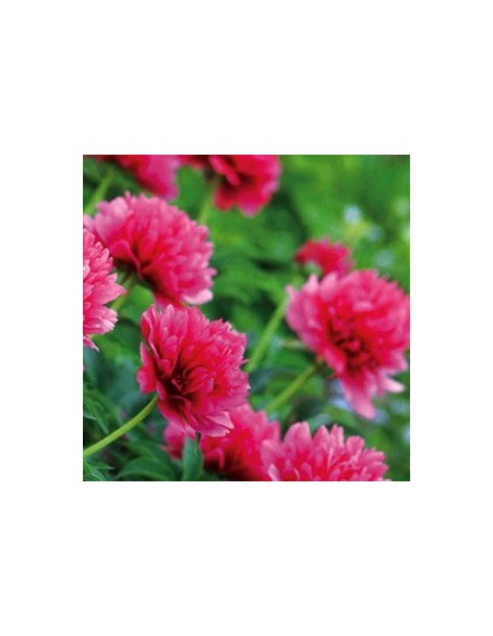 Pivoine de Chine "Felix Crousse"