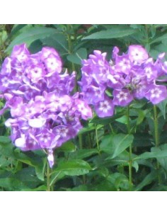 Phlox paniculata "Laura" 2