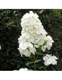 Phlox paniculata "White admiral" 2