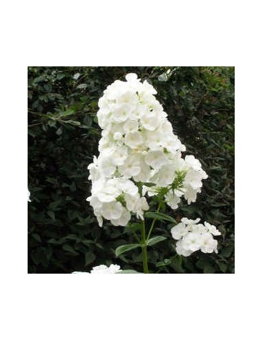 Phlox paniculata "White admiral"