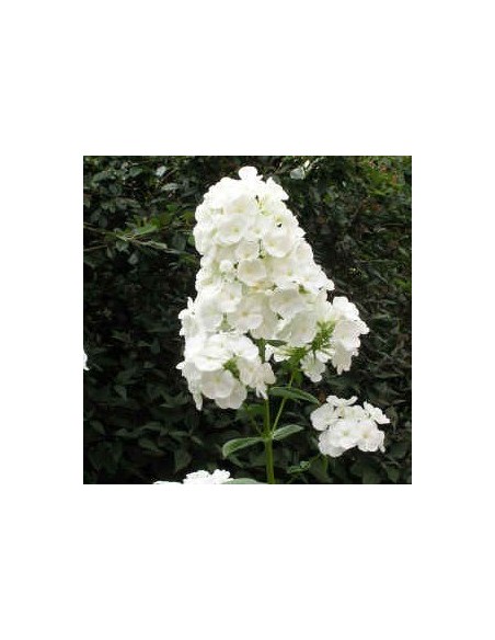 Phlox paniculata "White admiral" Phlox paniculata "White admiral"