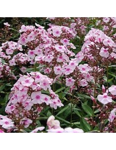 Phlox paniculata "Europa" 2