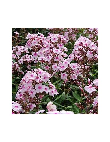 Phlox paniculata "Europa"