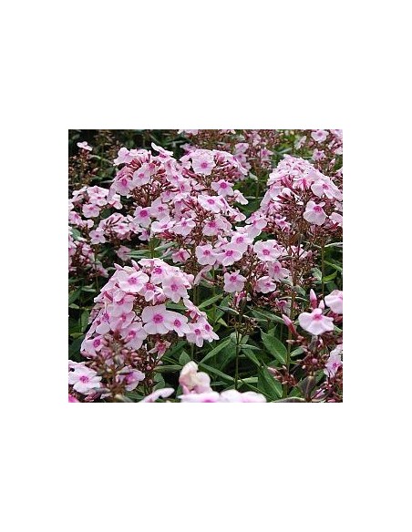Phlox paniculata "Europa" Phlox paniculata "Europa"