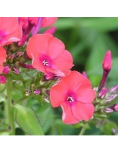 Phlox paniculata "Orange perection" 2