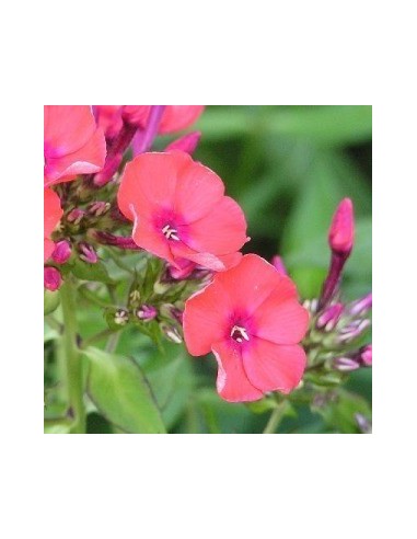 Phlox paniculata "Orange perfection"