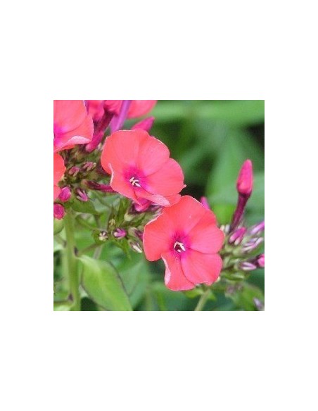 Phlox paniculata "Orange perfection"