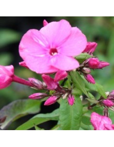 Phlox paniculata "Rijnstroom" 2