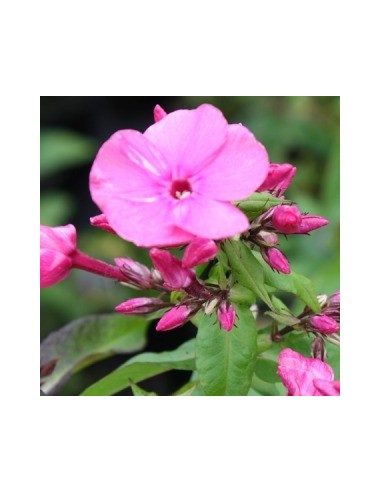 Phlox paniculata "Runstroom"