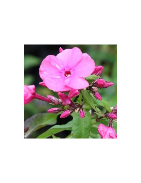 Phlox paniculata "Runstroom"
