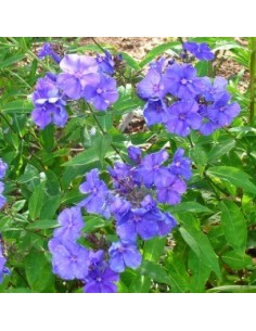 Phlox paniculata "Blue paradise" 2