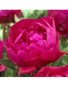 Pivoine de Chine "Karl Rosenfield"