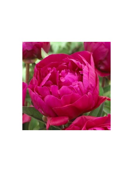 Pivoine de Chine "Karl Rosenfield"