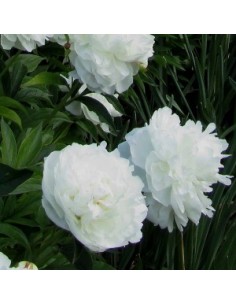 Pivoine de Chine "duchesse de Nemours" 2