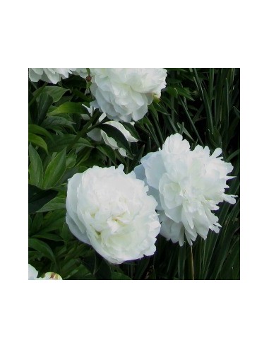 Pivoine de Chine "duchesse de Nemours"
