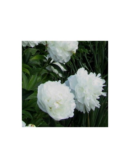 Pivoine de Chine "duchesse de Nemours"