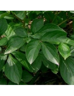 Pivoine de Chine "Sarah Bernhardt" 2