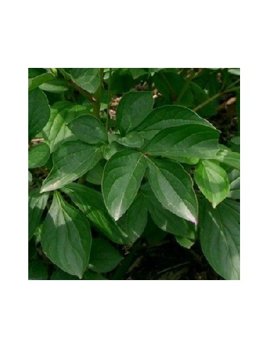 Pivoine de Chine "Sarah Bernhardt"