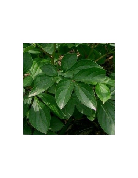 Pivoine de Chine "Sarah Bernhardt"