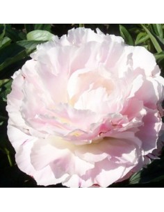 Pivoine de Chine "Shirley Temple" 2