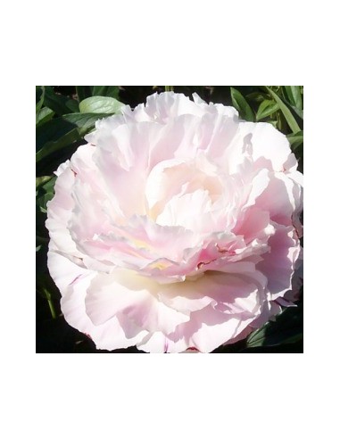 Pivoine de Chine "Shirley Temple"