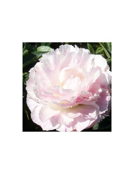 Pivoine de Chine "Shirley Temple"