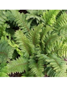 Aspidie à cils raides "Dalhem" 2