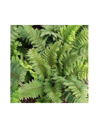 Aspidie à cils raides "Dalhem"