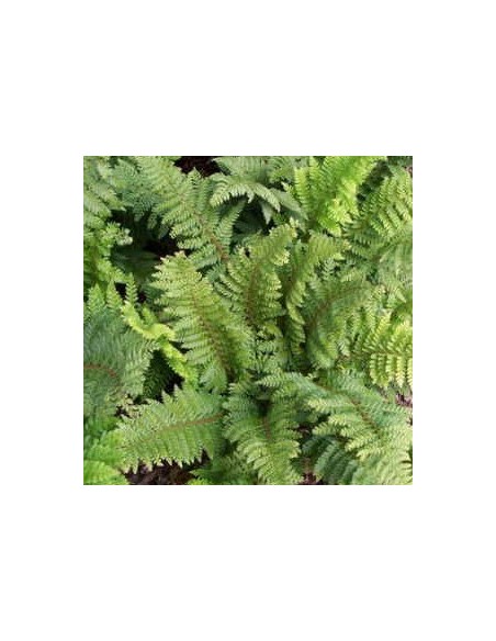 Aspidie à cils raides "Dalhem"