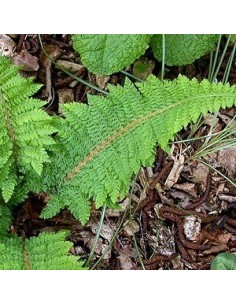 Aspidie à cils raides