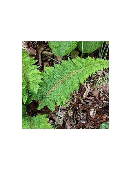 Aspidie à cils raides