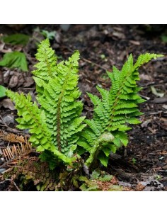 Aspidie à cils raides 2