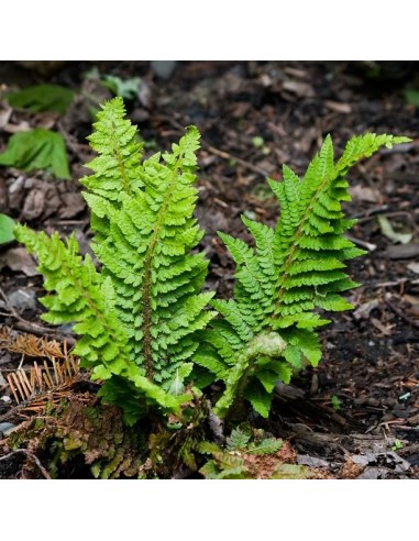Aspidie à cils raides