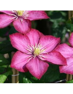 Clématite "ville de Lyon"