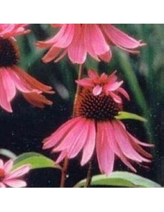 Rudbeckia pourpre "doubledecker" 2