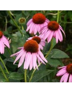 Rudbeckia pourpre "leuchstern" 2