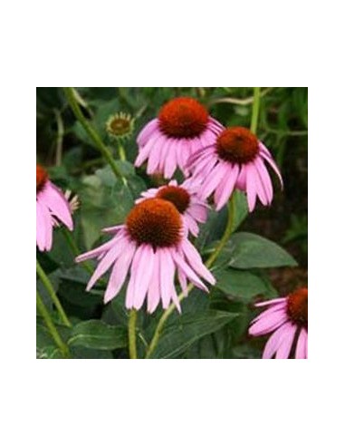 Rudbeckia pourpre "leuchtstern"