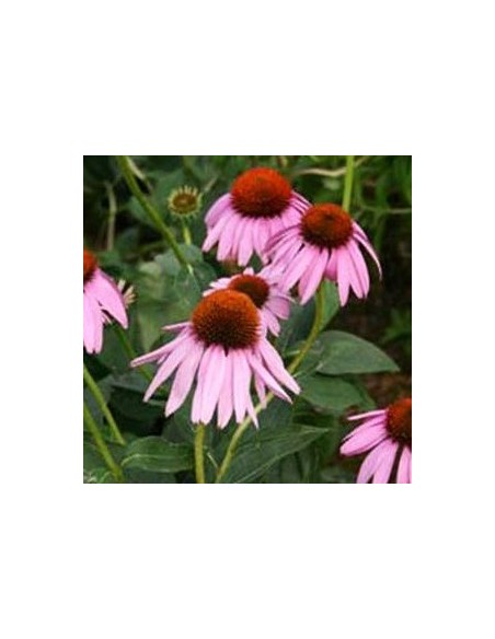 Rudbeckia pourpre "leuchtstern"