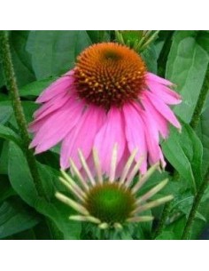 Rudbeckia pourpre "Kim's knee high"