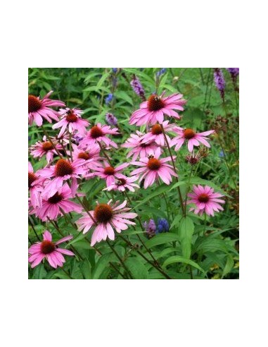 Rudbeckia pourpre "magnus"