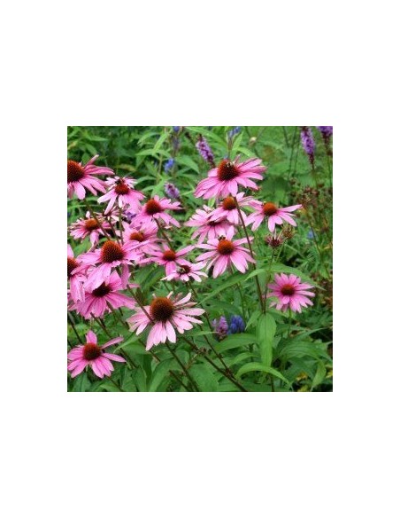 Rudbeckia pourpre "magnus" Rudbeckia pourpre "magnus"