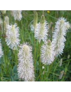 Pimprenelle du Canada