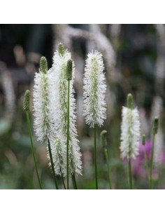 Pimprenelle du Canada 2