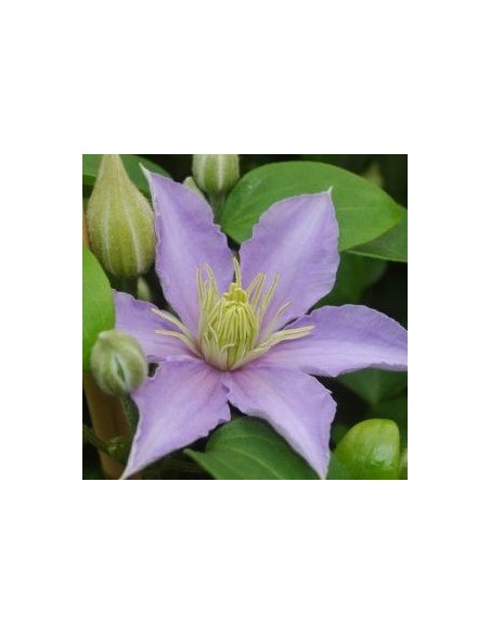 Clématite hybride "Justa"