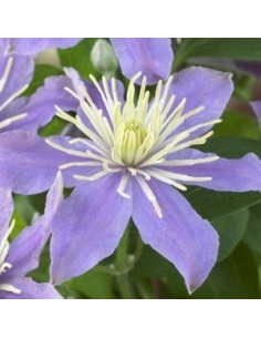 Clématite hybride "Justa" 2