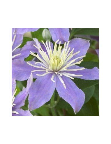 Clématite hybride "Justa"