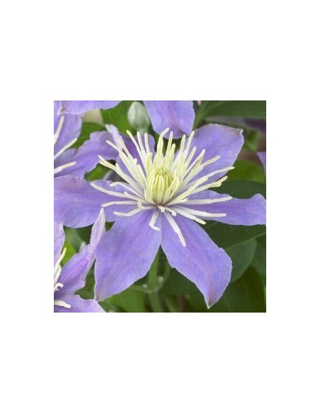 Clématite hybride "Justa"